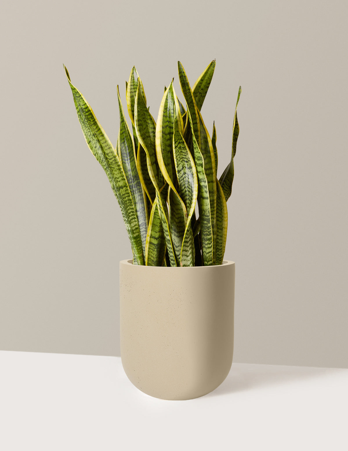 Snake Plant Laurentii