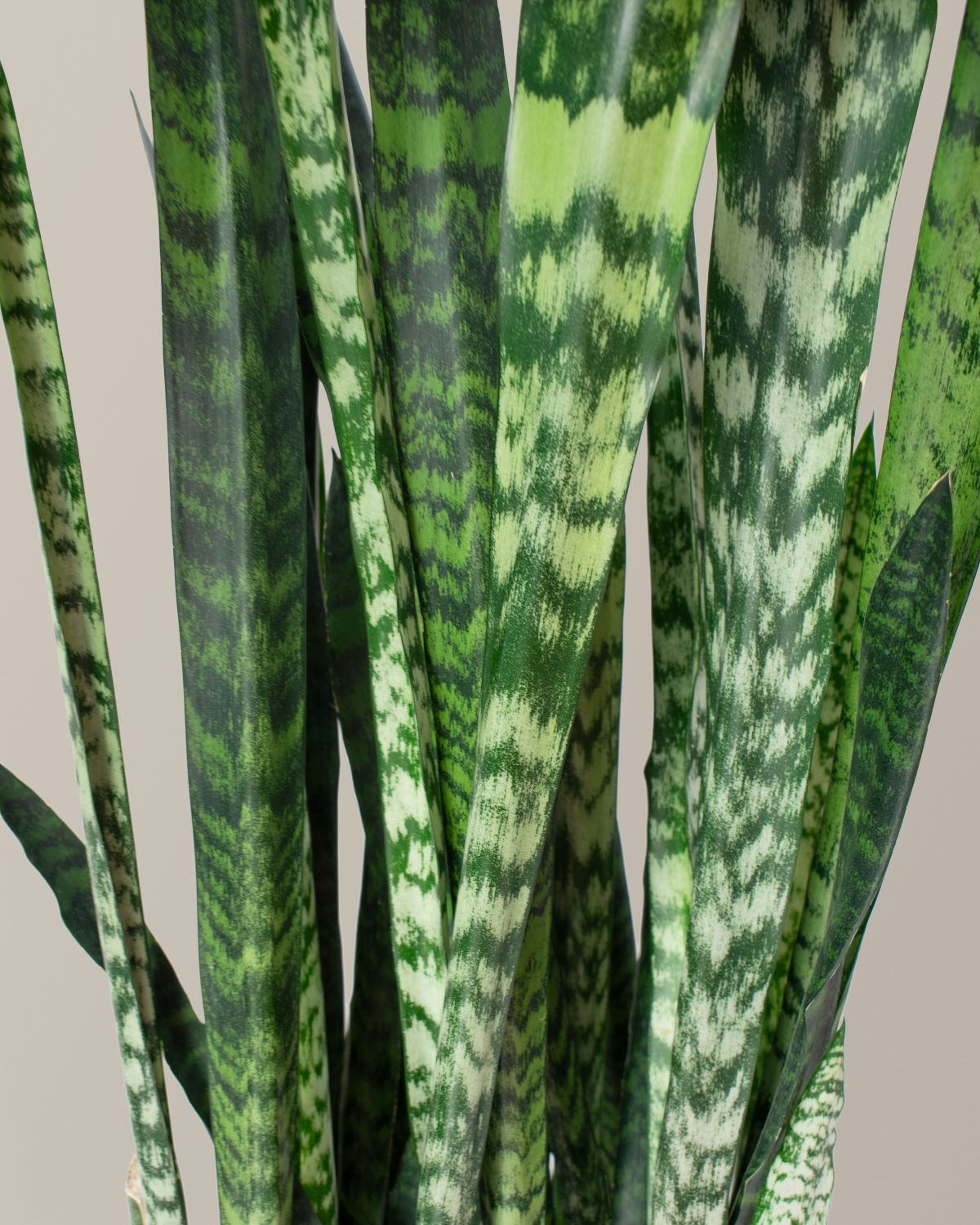black jaguar snake plant Large Snake Black Coral