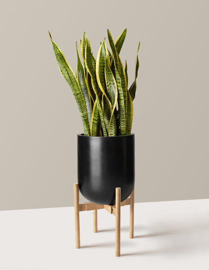 Snake Plant Laurentii