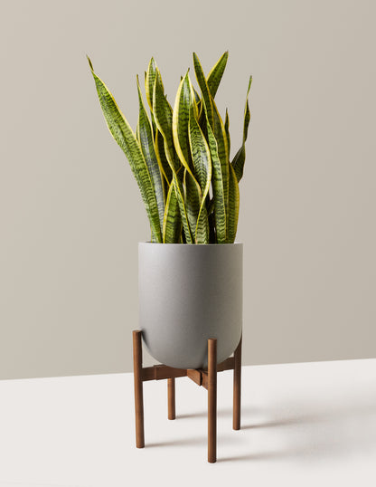 Snake Plant Laurentii
