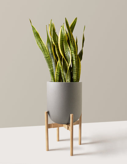 Snake Plant Laurentii