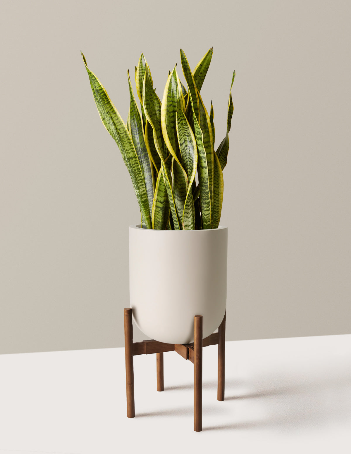 Snake Plant Laurentii