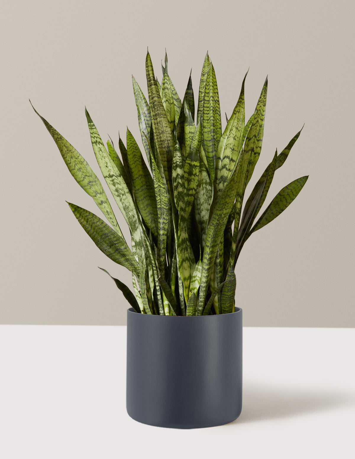 Snake Plant Zeylanica