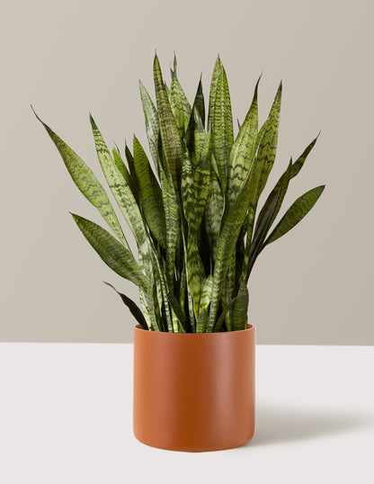 Snake Plant Zeylanica