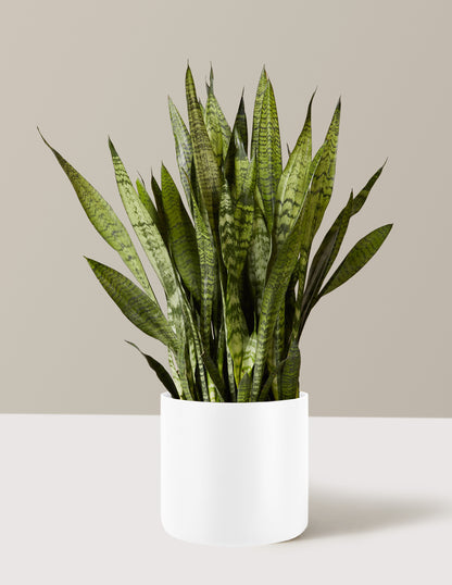 Snake Plant Zeylanica
