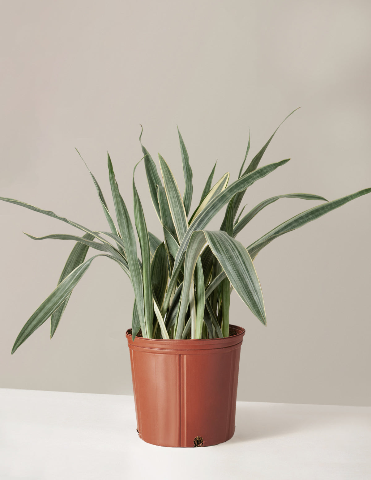 bundle | Large | Grow Pot