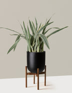 bundle | Large | Pallas | Black