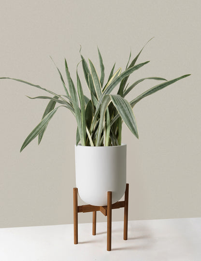 bamboo snake plant Large Snake Sayuri | Succulents & Houseplants for Delivery