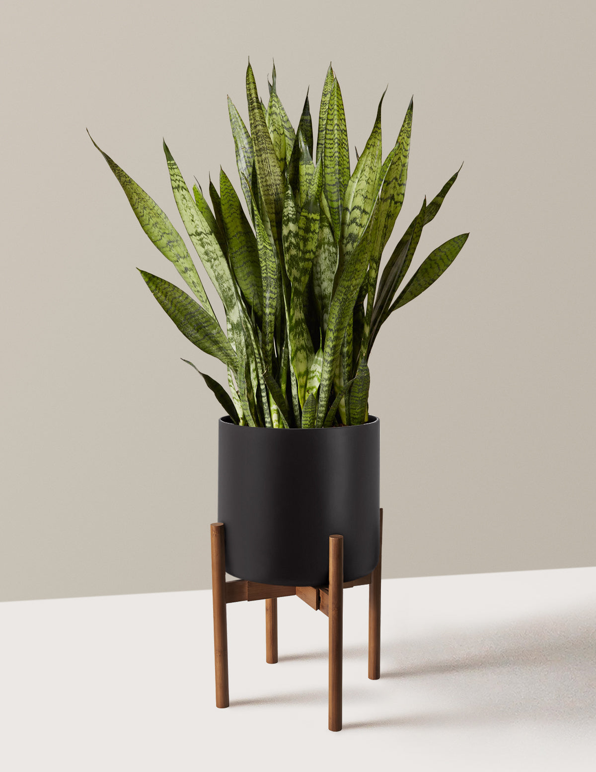 Snake Plant Zeylanica