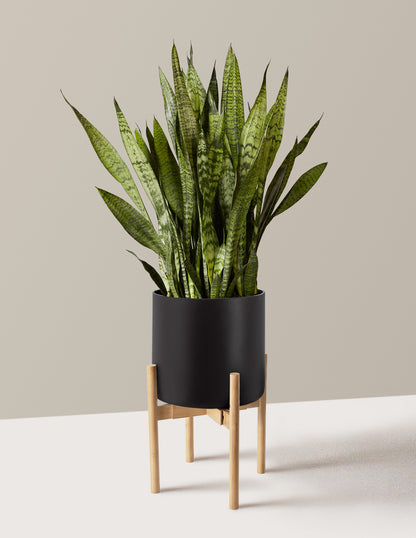 Snake Plant Zeylanica