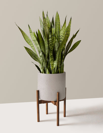 Snake Plant Zeylanica