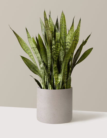 snake plant the sill Snake Plant Zeylanica - Small (7-12" tall) Black Planter