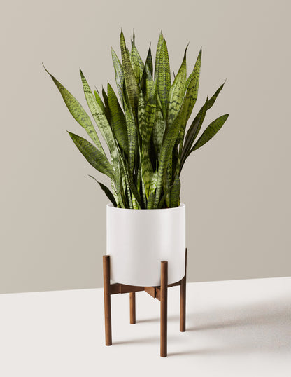 Snake Plant Zeylanica