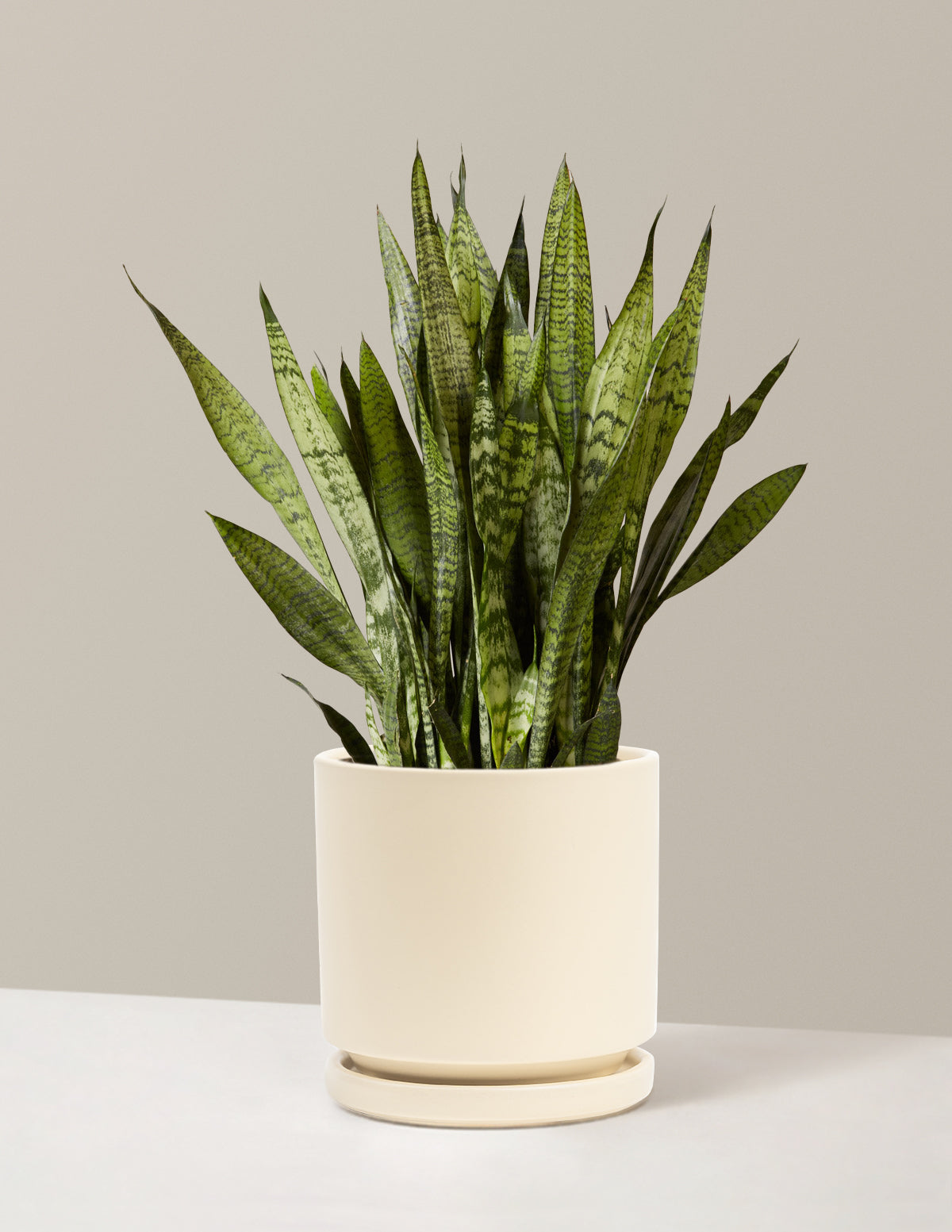 Snake Plant Zeylanica