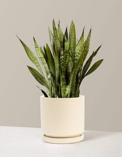Snake Plant Zeylanica