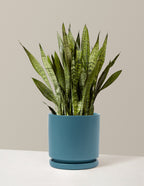 bundle | Large | Isabella | Antique Teal