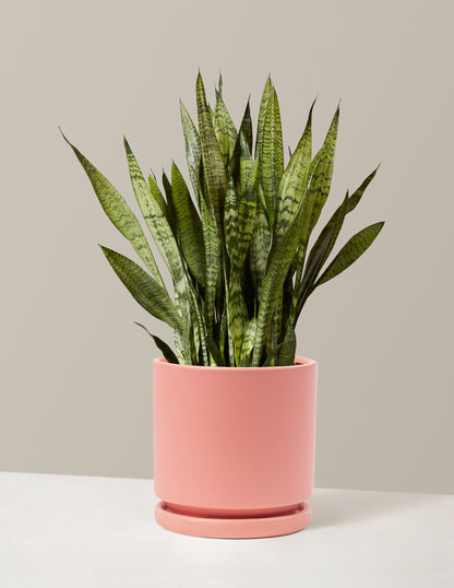 Snake Plant Zeylanica