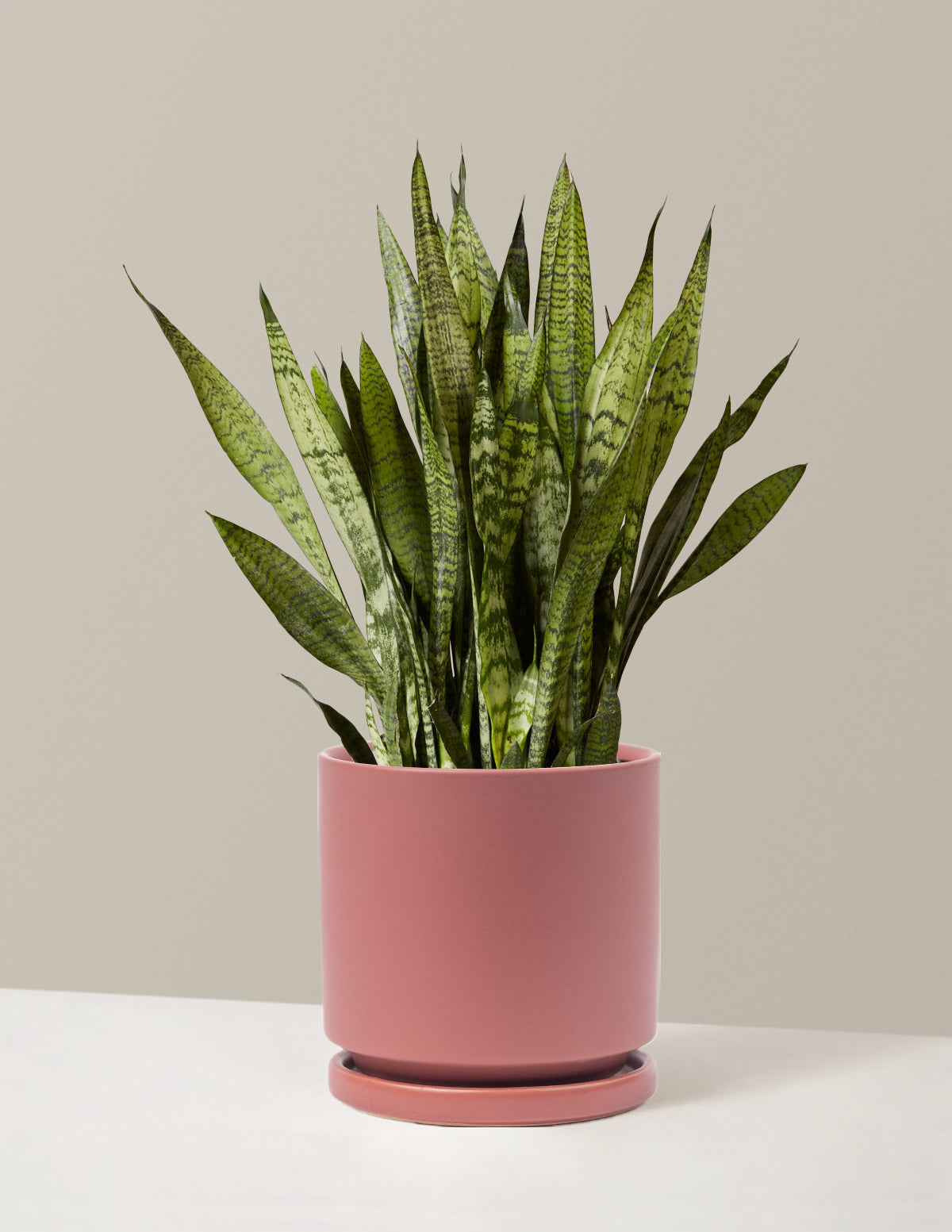 Snake Plant Zeylanica