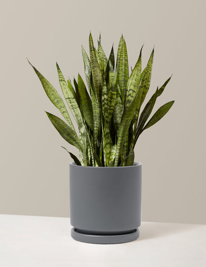 Snake Plant Zeylanica