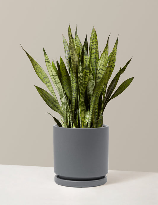 Snake Plant Zeylanica