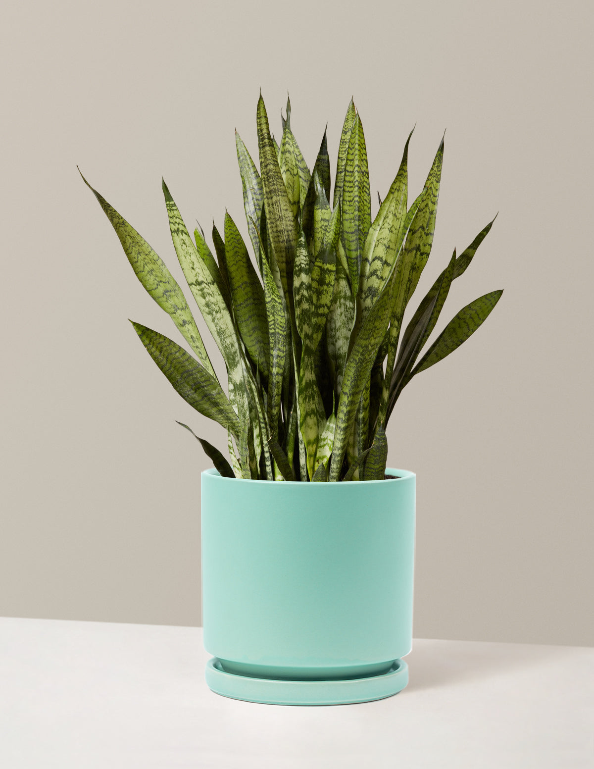 Snake Plant Zeylanica