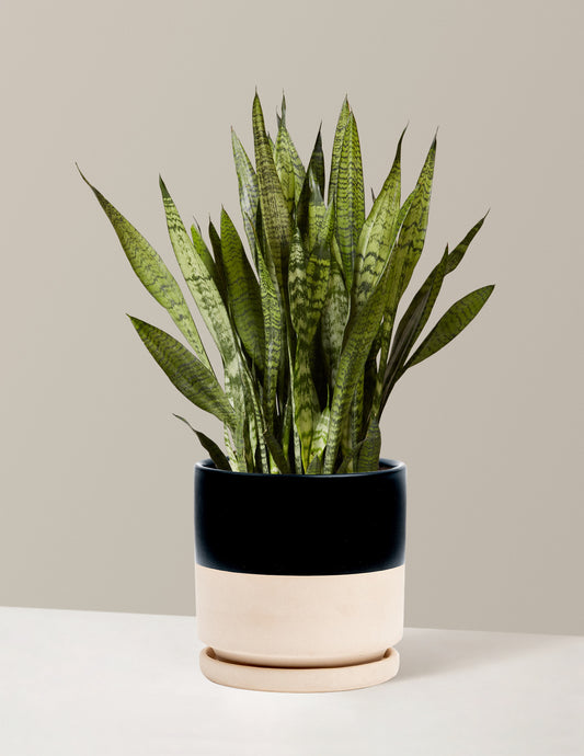 Snake Plant Zeylanica