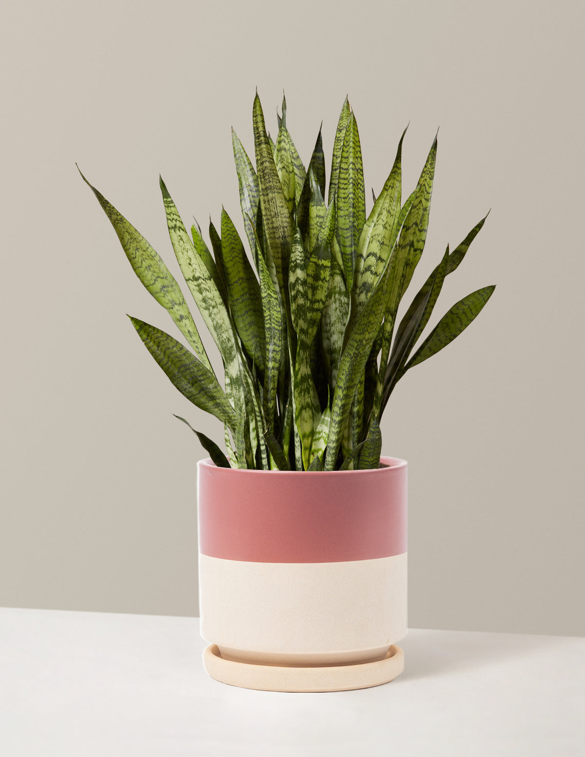 Snake Plant Zeylanica