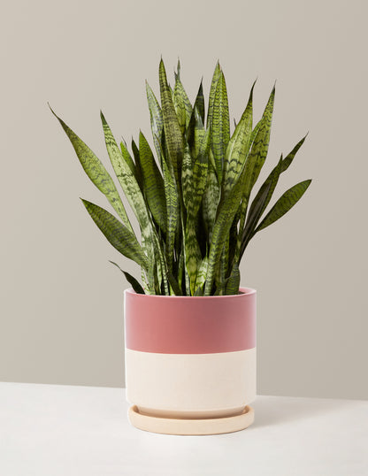 Snake Plant Zeylanica