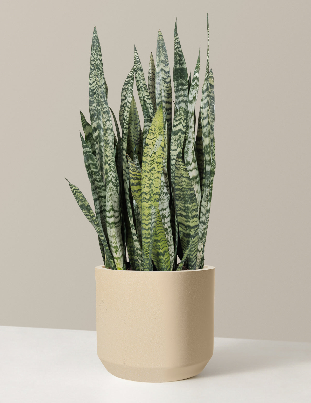 files/the-sill_Large-Snake-Zeylanica_Large_Mexia-Sand_Variant.jpg