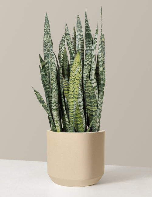 Snake Plant Zeylanica