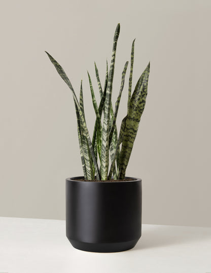 dark snake plant Large Snake Black Coral | Succulents & Houseplants for Delivery