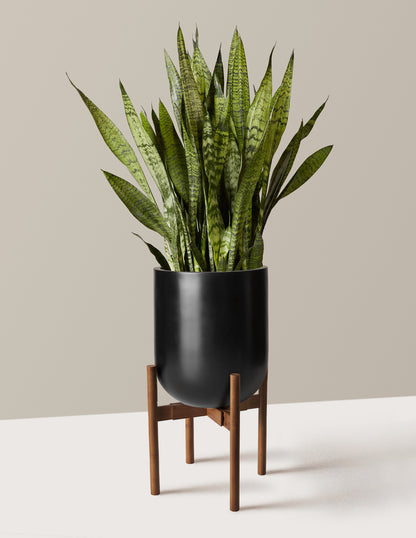 Snake Plant Zeylanica