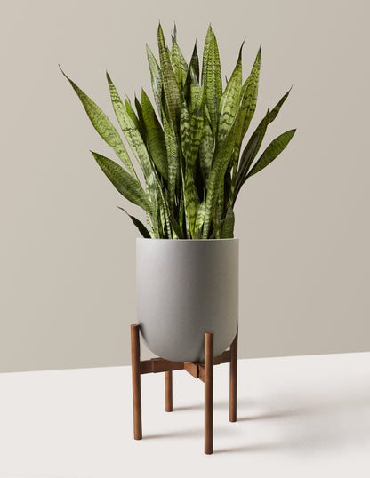 Snake Plant Zeylanica