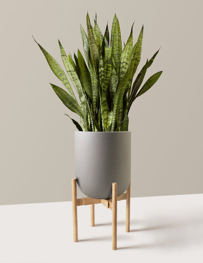 Snake Plant Zeylanica