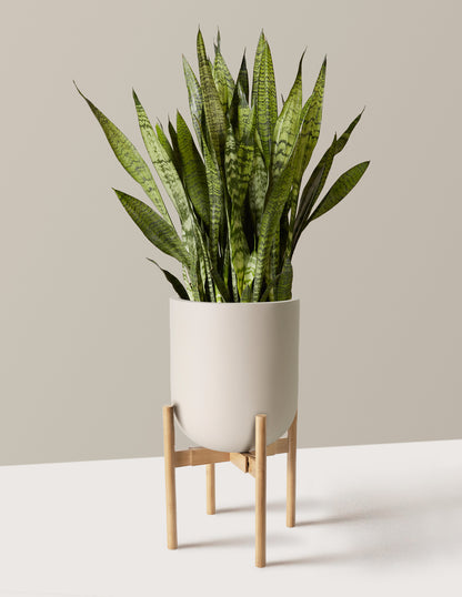Snake Plant Zeylanica