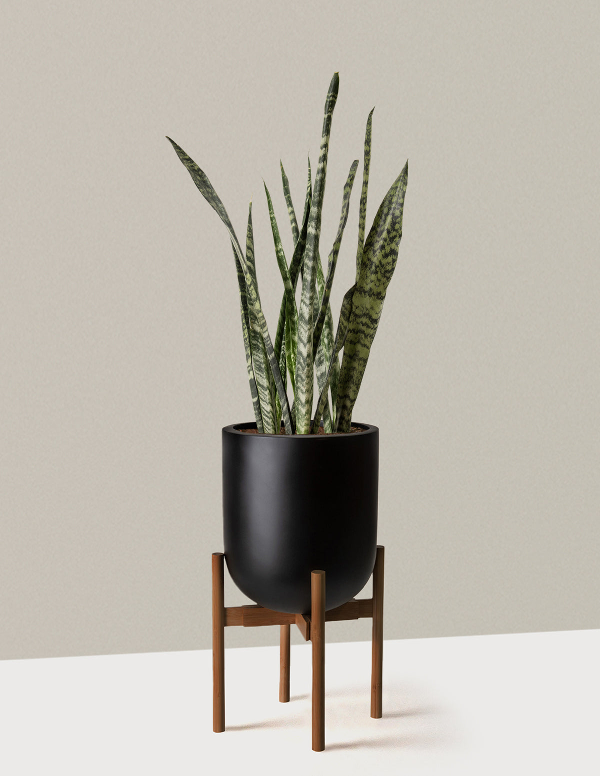 files/the-sill_Large-Snake-Zeylanica_Large_Pallas_plant-stand_dark-bamboo_black_Variant.jpg