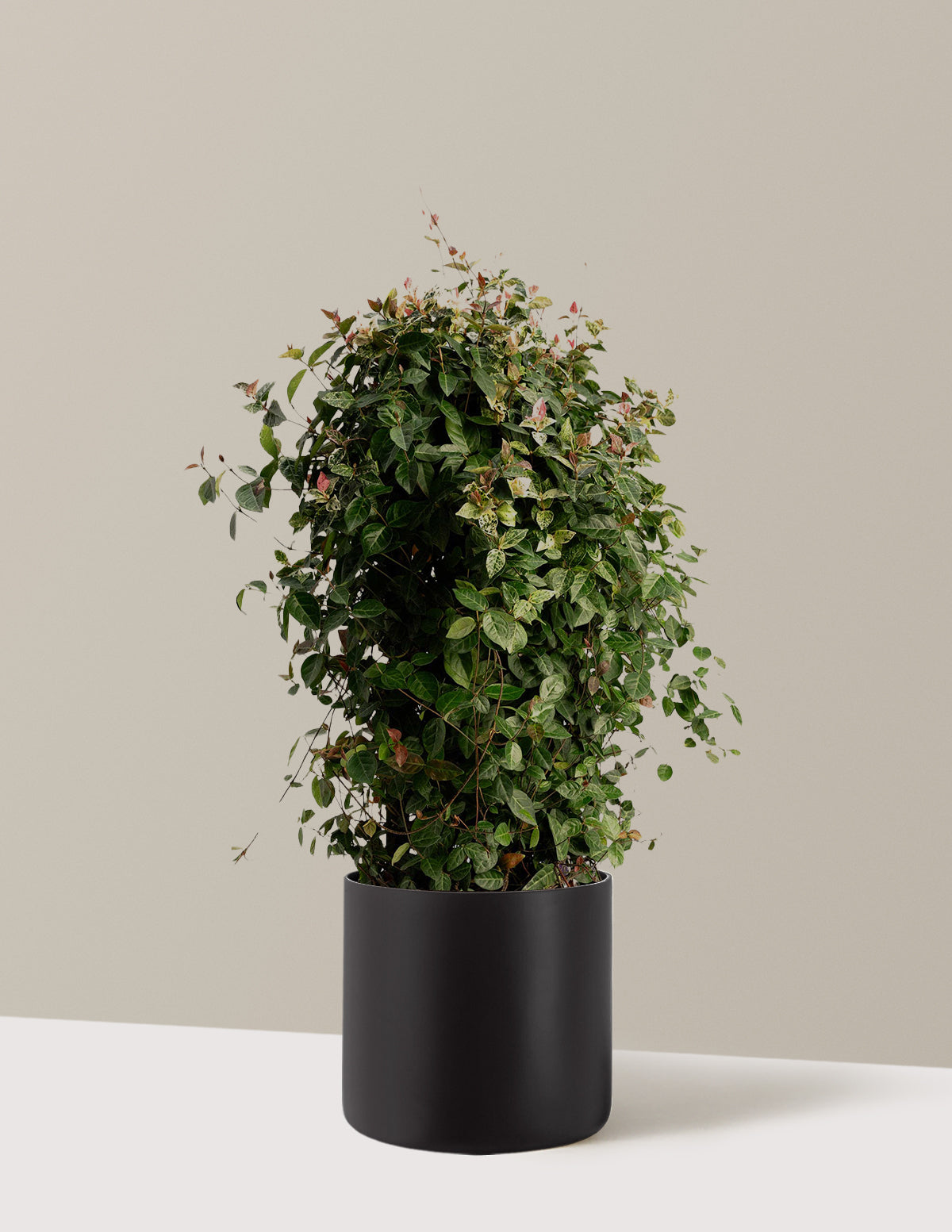 bundle | Espalier | Agnes | Black