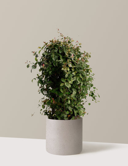 bundle | Espalier | Agnes | Cement Grey