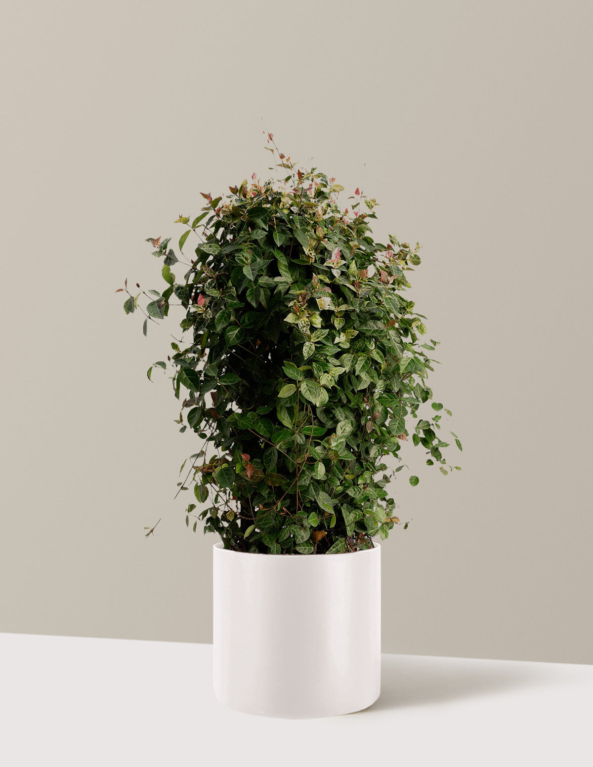 bundle | Espalier | Agnes | Cream