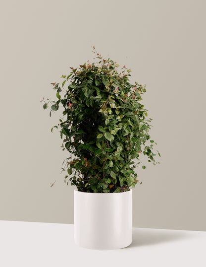 bundle | Espalier | Agnes | Cream