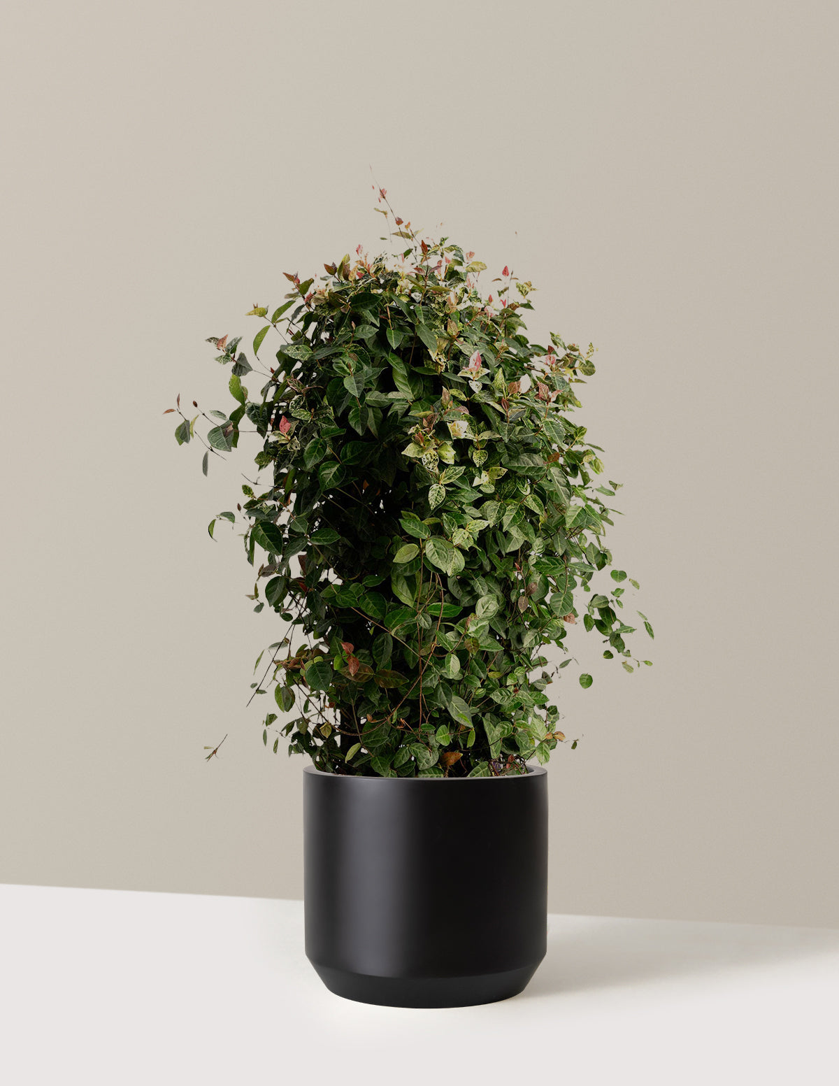 bundle | Espalier | Mexia | Black