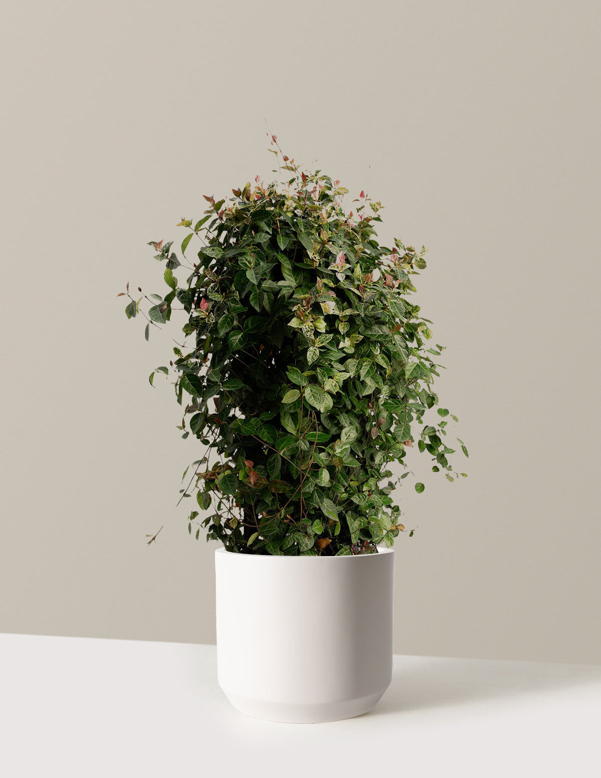 bundle | Espalier | Mexia | Cream