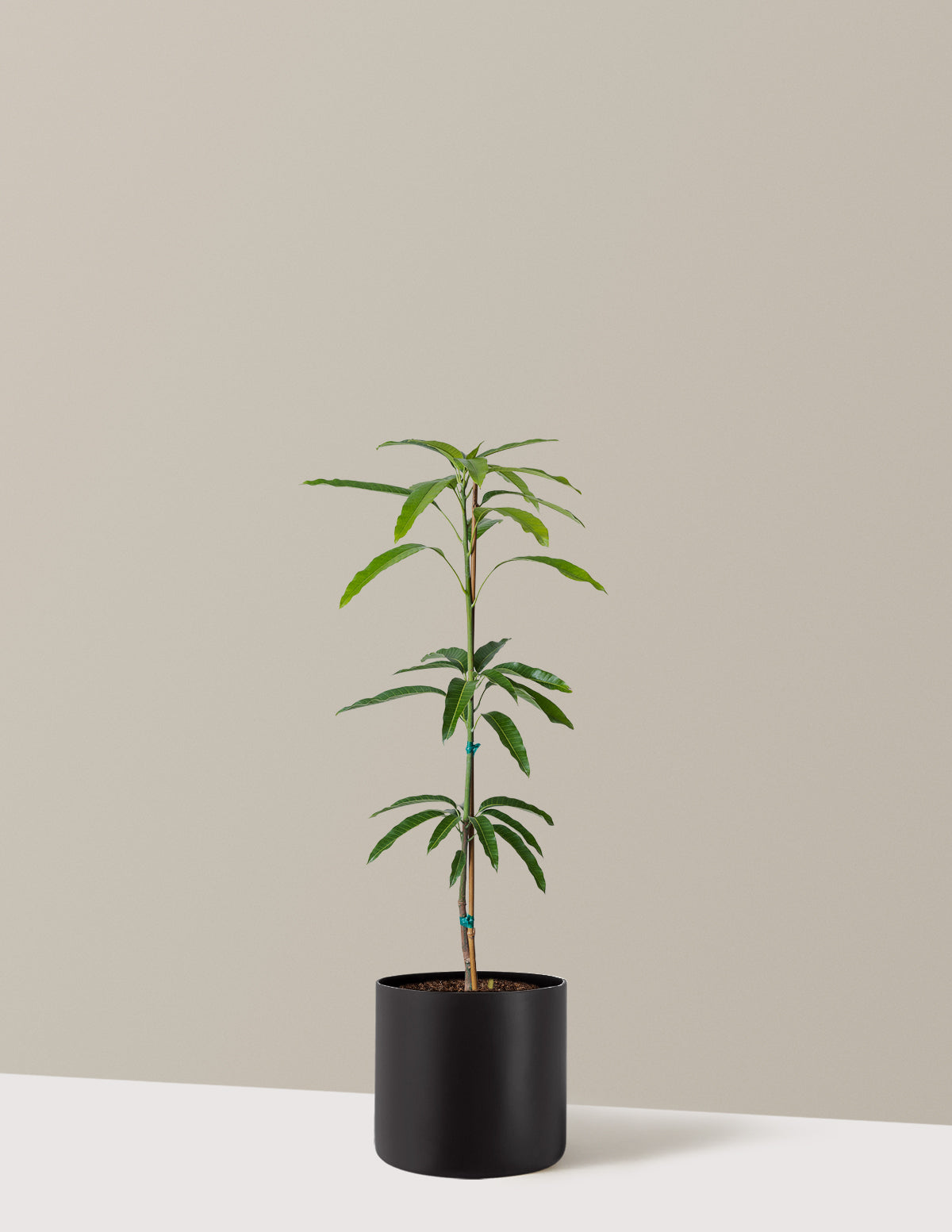 bundle | 3 Gallon | Agnes | Black