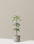 bundle | 3 Gallon | Mexia | Cement Grey