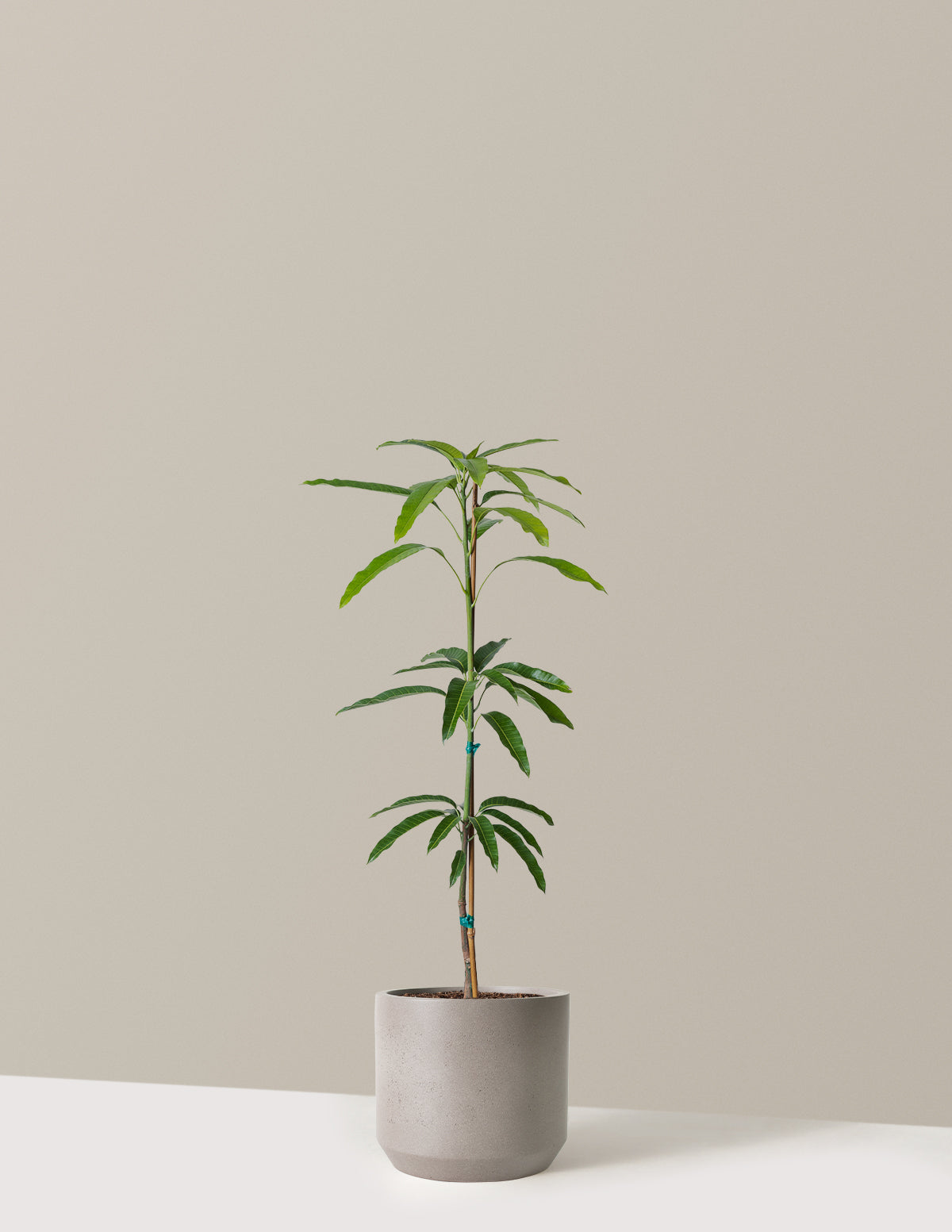 bundle | 3 Gallon | Mexia | Cement Grey