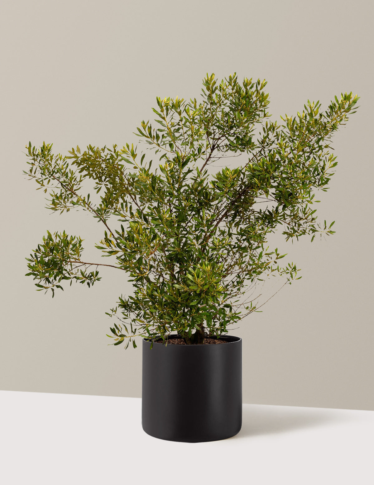 Southern Wax Myrtle