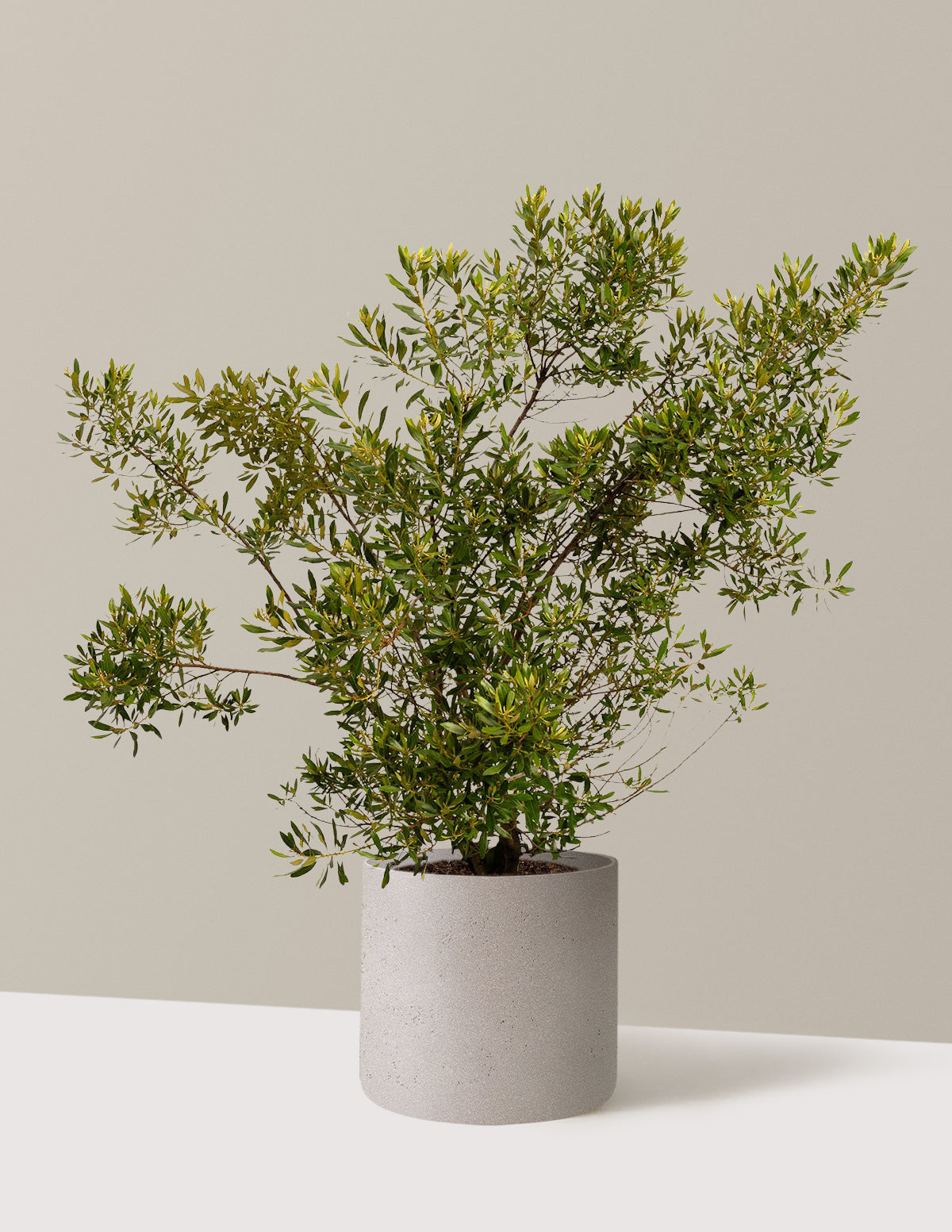 bundle | 3 Gallon | Agnes | Cement Grey