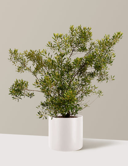 myrtle indoor plant Southern Wax Myrtle