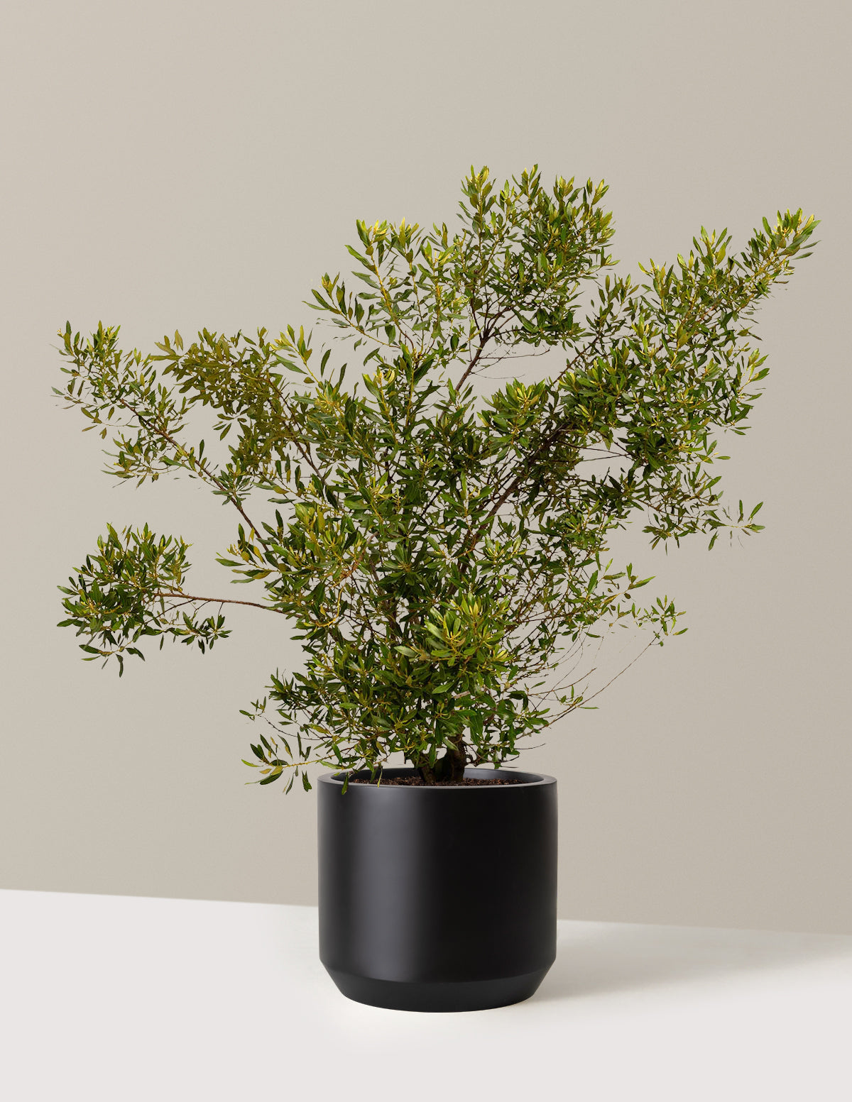 bundle | 3 Gallon | Mexia | Black