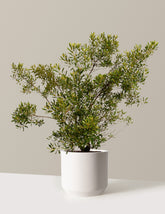 Southern Wax Myrtle